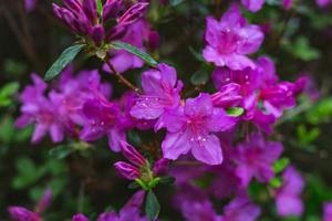 fioritura fiori viola foto