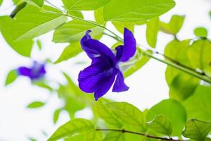 farfalla pisello Clitoria ternatea blu fiore avvicinamento foto