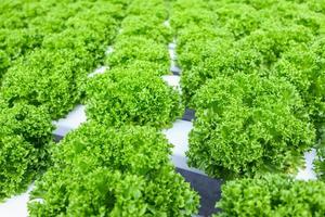 fresco biologico verde le foglie lattuga insalata pianta nel idroponica verdure azienda agricola sistema foto