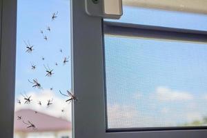 molti zanzare volante nel per il Casa mentre insetto netto era ha aperto foto