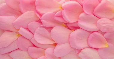 bellissimi petali di rosa rosa per San Valentino sfondo vista dall'alto foto