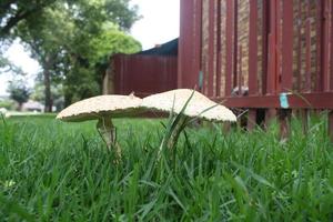 funghi nel erba foto