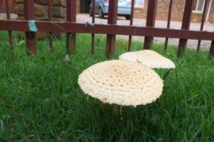 funghi nel erba foto