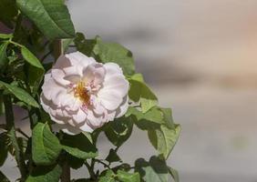 morbido bellezza rosa rosa giallo polline astratto forma con verde le foglie nel botanica giardino. simbolo di amore nel San Valentino giorno. morbido fragrante aroma flora. foto