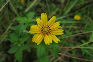 bellissimo fiore giallo foto