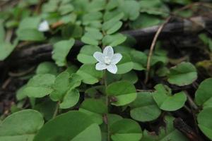 bel fiore bianco foto