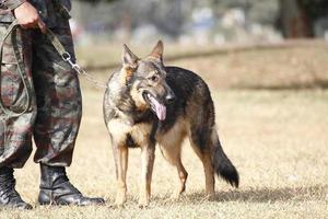 addestrare cani da guerra foto