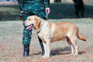 addestrare cani da guerra foto