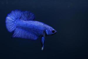 ritmico di super blu betta pesce con buio blu sfondo. solido colore combattente pesce splendens. foto