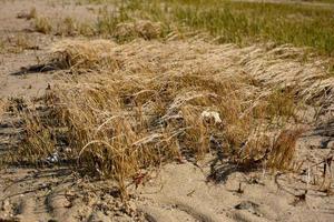 selvaggio acqua salata palude erba in crescita su un' sabbia spiaggia foto