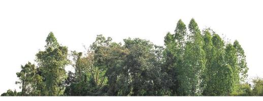 verde alberi isolato su bianca sfondo.sono foresta e fogliame nel estate per tutti e due stampa e ragnatela pagine con tagliare sentiero e alfa canale foto