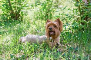 yorkshire terrier cane è dire bugie su verde erba con estate fiori. foto