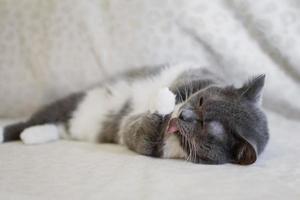 adorabile paffuto bianco blu gatto bugie su divano e lavaggi con zampa foto