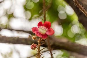 bellissima shorea robusta o sal fiore fioritura su il albero bokeh sfondo foto