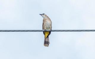 giallo ventilato bulbul arroccato su filo nel il giardino foto