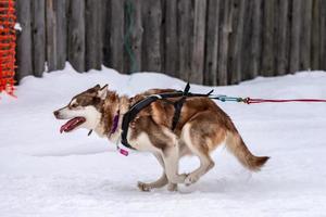 corse di cani da slitta. squadra di cani da slitta husky in imbracatura corsa e autista di cani da traino. gara del campionato di sport invernali. foto