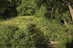 fiume nel foresta nel estate. verde golena di fiume. dettagli di natura. foto