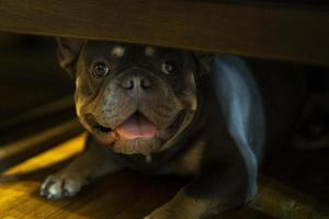 cane spun sotto sedia. cane di piccolo razza a casa. carino animale domestico sotto letto. foto