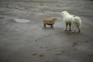 Due cani incontrare su strada. animali In piedi su strada. foto