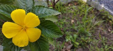 turnera ulmifoglia è un' specie di fioritura pianta di il fiore genere a otto alle foto