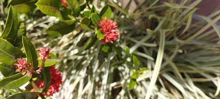 ixora chinensis, comunemente conosciuto come Cinese ixora, è un' pianta specie di il genere ixora foto