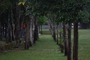 foto di verde alberi nel un' città parco nel il pomeriggio