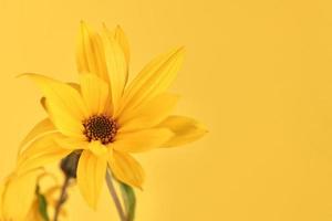 bocciolo di fiore giallo di topinambur su sfondo giallo, spazio di copia superiore, fiore giallo sfocato foto