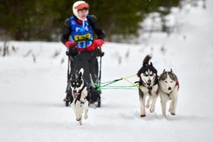 corse di cani da slitta husky foto