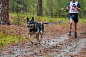 corsa di canicross di cani da pastore foto