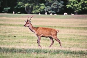 un' vicino su di un' rosso cervo nel il cheshire campagna foto