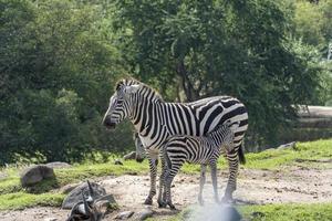 equus quagga madre zebra alimentazione sua zebra cucciolo, vegetazione nel il sfondo, Messico foto