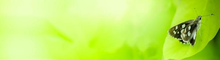vicino su natura di farfalla di verde foglia su sfocato verdura sfondo nel giardino. naturale verde le foglie impianti Usato come primavera copertina pagina verdura ambiente ecologia lime verde sfondo