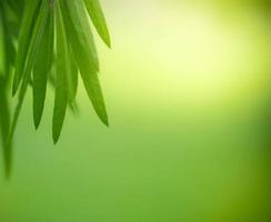 vicino su fresco natura Visualizza di verde foglia su sfocato verdura sfondo nel giardino. naturale verde le foglie impianti Usato come primavera sfondo copertina pagina verdura ambiente ecologia lime verde sfondo foto