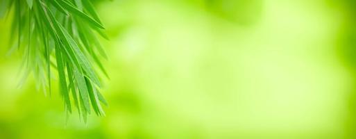 vicino su fresco natura Visualizza di verde foglia su sfocato verdura sfondo nel giardino. naturale verde le foglie impianti Usato come primavera sfondo copertina pagina verdura ambiente ecologia lime verde sfondo foto