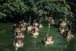 selvaggio oche nuoto nel il città lago foto