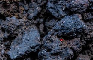 avvicinamento di un' piccolo coccinella su il vulcanico pietra. montare etna, sicilia foto