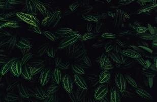 primo piano foglie verdi di piante tropicali in giardino. foglia verde scuro densa con priorità bassa di struttura del modello di bellezza. foglie verdi per sfondo spa. carta da parati verde. pianta ornamentale vista dall'alto in giardino. foto