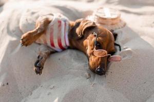 nano bassotto nel un' a strisce cane tuta e un' rosso berretto è prendere il sole su un' sabbioso spiaggia. cane viaggiatore, blogger, blogger di viaggio. cane gode un' camminare nel il fresco aria all'aperto. alto qualità foto