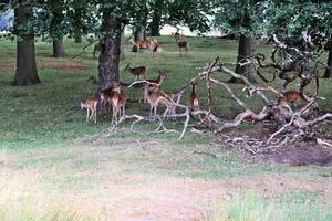 un' vicino su di un' rosso cervo nel il cheshire campagna foto