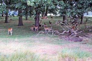 un' vicino su di un' rosso cervo nel il cheshire campagna foto