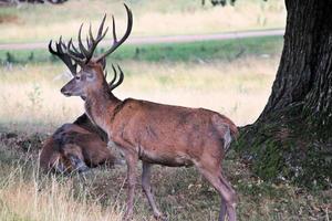 un' vicino su di un' rosso cervo nel il cheshire campagna foto