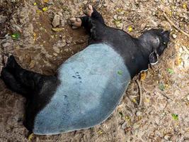 asiatico tapiro prendere un' pisolino su il sporco terra foto