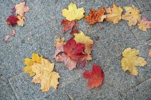 sfondo a partire dal autunno acero arancia le foglie su il terra. foto