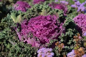 multicolore decorativo cavolo nel fiorire nel il giardino. foto