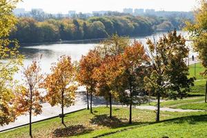 autunno nel il città parco, alberi nel giallo fogliame foto