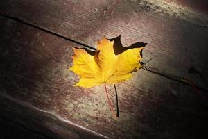 sfondo a partire dal autunno acero arancia le foglie su il terra. foto