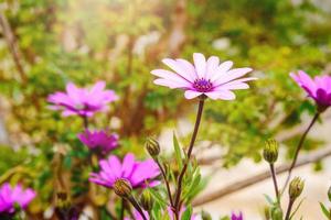 un' pochi viola dimorfoteca fiori su un' prato nel un' soleggiato giorno foto