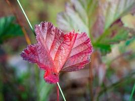 luminosa rosso pianta foglia su un' prato nel un' soleggiato giorno foto