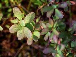 macro tiro di mirtillo foglie tiro a partire dal sopra foto