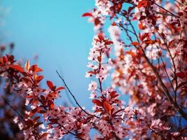 bellissimo rosa ciliegia fiorire con rosso le foglie su un' chiaro blu cielo sfondo foto